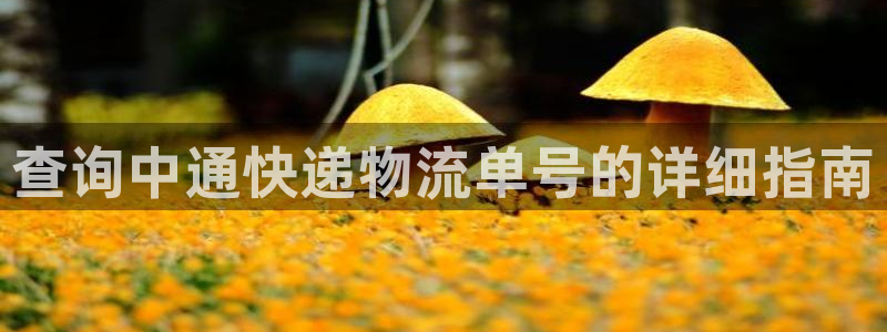 28圈里的财神：查询中通快递物流单号