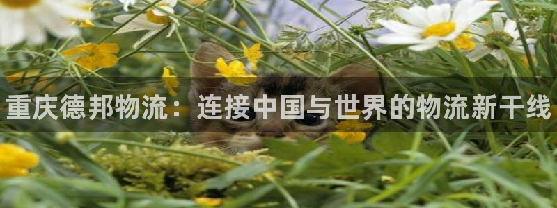 28圈加拿大预测:重庆德邦物流:连接